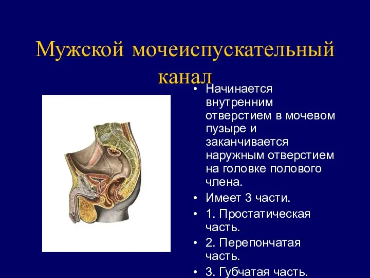 Мужской мочеиспускательный канал Начинается внутренним отверстием в мочевом пузыре и заканчивается