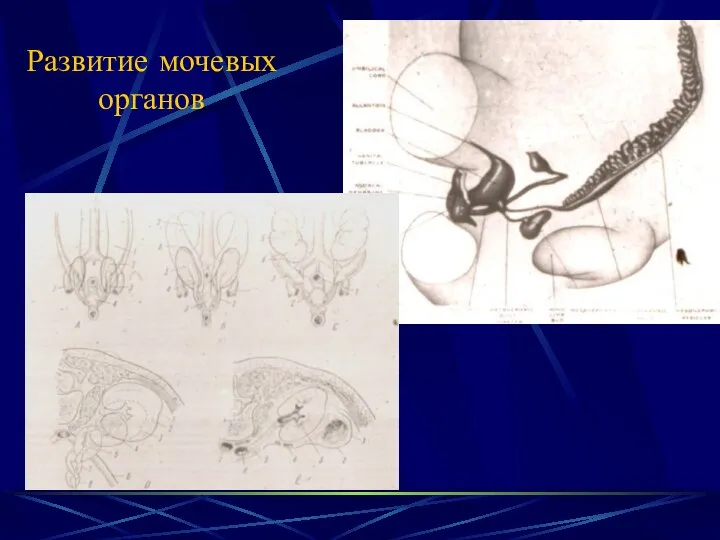 Развитие мочевых органов