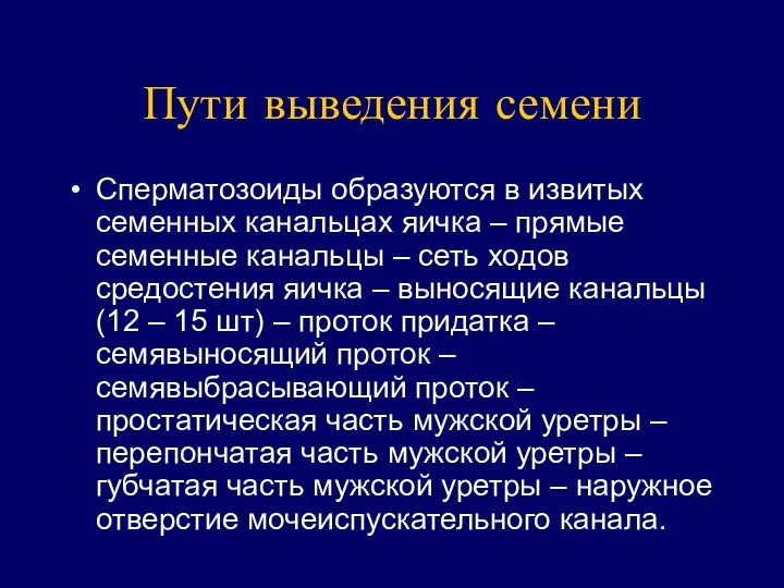 Пути выведения семени Сперматозоиды образуются в извитых семенных канальцах яичка –