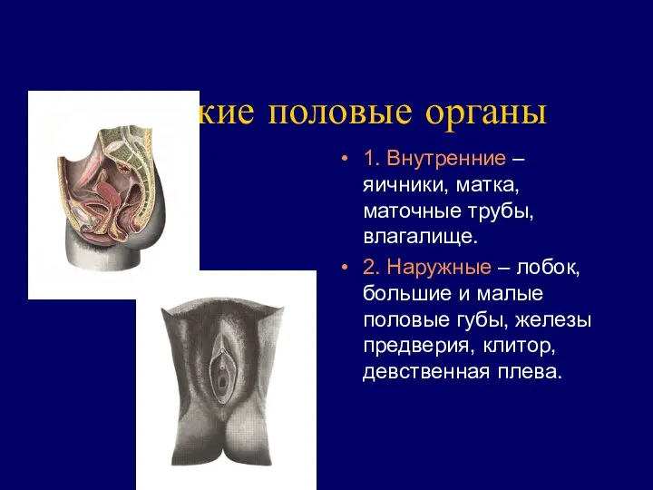 Женские половые органы 1. Внутренние – яичники, матка, маточные трубы, влагалище.