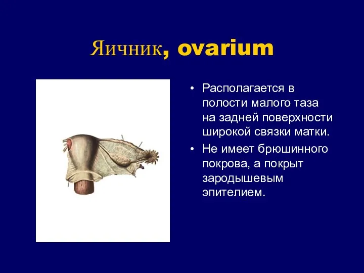 Яичник, ovarium Располагается в полости малого таза на задней поверхности широкой