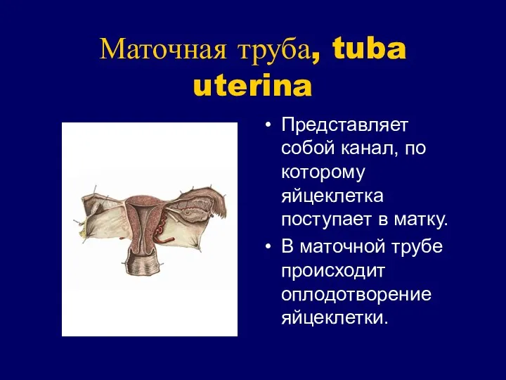 Маточная труба, tuba uterina Представляет собой канал, по которому яйцеклетка поступает