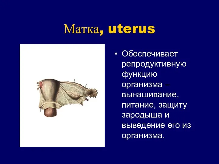 Матка, uterus Обеспечивает репродуктивную функцию организма – вынашивание, питание, защиту зародыша и выведение его из организма.