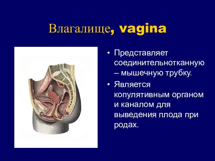 Влагалище, vagina Представляет соединительнотканную – мышечную трубку. Является копулятивным органом и
