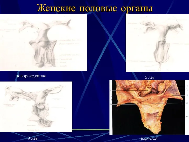 Женские половые органы новорожденная 5 лет 9 лет взрослая