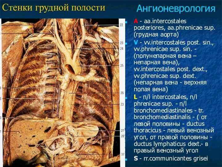 A - aa.intercostales posteriores, aa.phrenicae sup. (грудная аорта) V - vv.intercostales