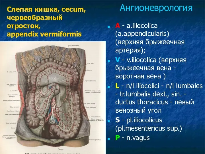 A - a.iliocolica (a.appendicularis) (верхняя брыжеечная артерия); V - v.iliocolica (верхняя