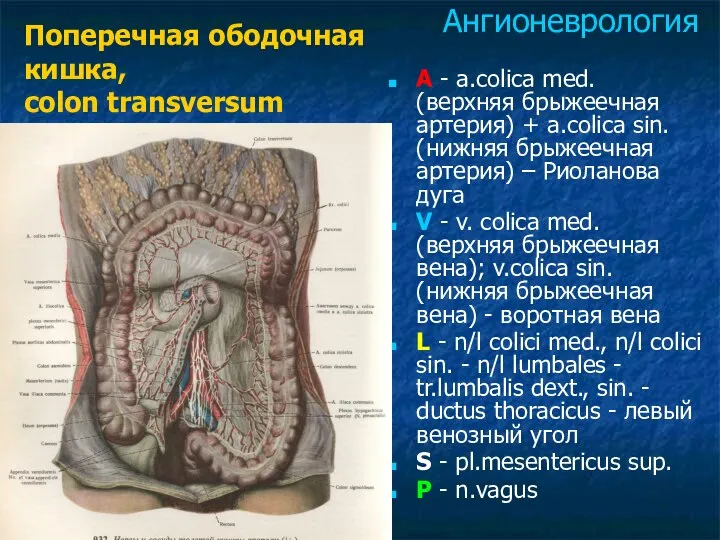 A - a.colica med. (верхняя брыжеечная артерия) + a.colica sin. (нижняя