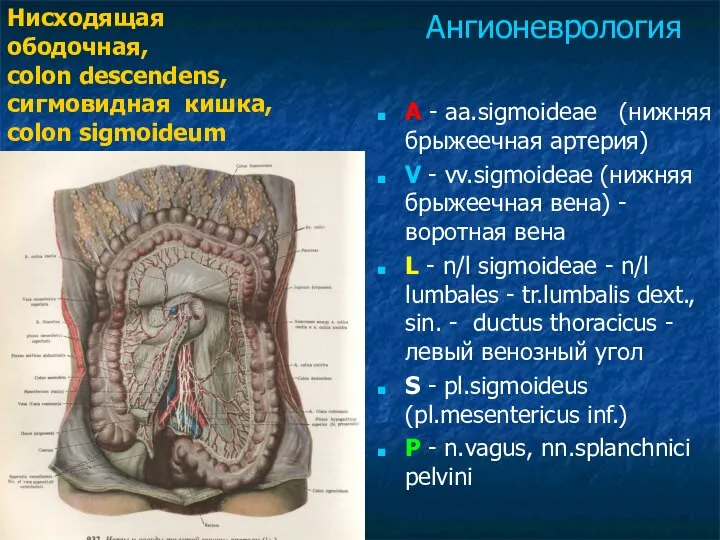 A - aa.sigmoideae (нижняя брыжеечная артерия) V - vv.sigmoideae (нижняя брыжеечная
