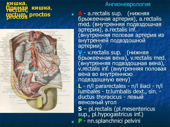 Прямая кишка, rectum, proctos A - a.rectalis sup. (нижняя брыжеечная артерия),