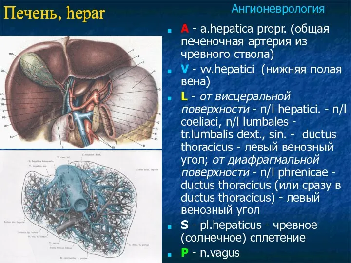 Печень, hepar A - a.hepatica propr. (общая печеночная артерия из чревного