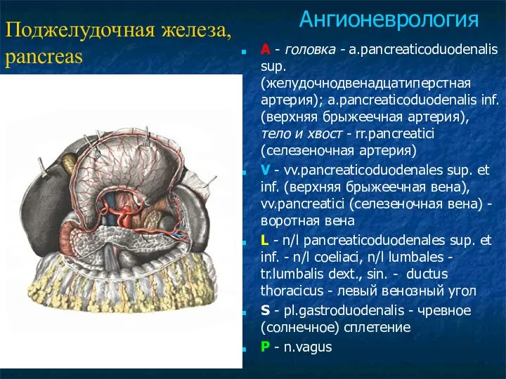 A - головка - a.pancreaticoduodenalis sup. (желудочнодвенадцатиперстная артерия); a.pancreaticoduodenalis inf. (верхняя