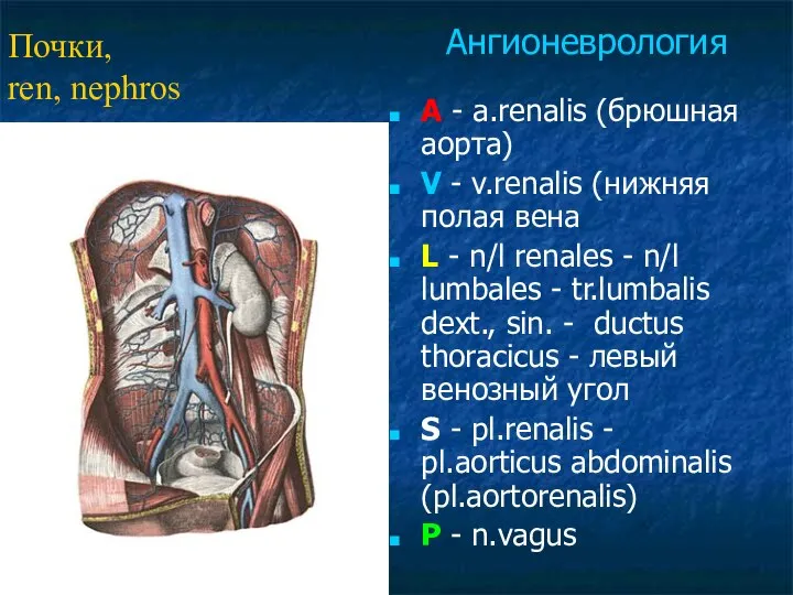 A - a.renalis (брюшная аорта) V - v.renalis (нижняя полая вена