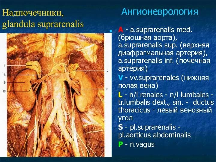 A - a.suprarenalis med. (брюшная аорта), a.suprarenalis sup. (верхняя диафрагмальная артерия),