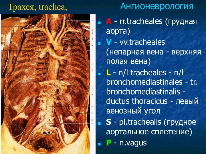 A - rr.tracheales (грудная аорта) V - vv.tracheales (непарная вена -