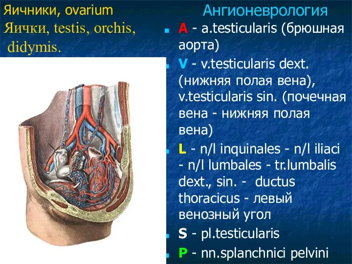 A - a.testicularis (брюшная аорта) V - v.testicularis dext. (нижняя полая