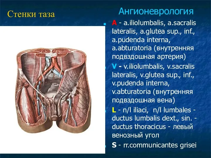 A - a.iliolumbalis, a.sacralis lateralis, a.glutea sup., inf., a.pudenda interna, a.abturatoria