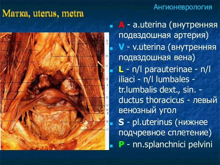 Матка, uterus, metra A - a.uterina (внутренняя подвздошная артерия) V -