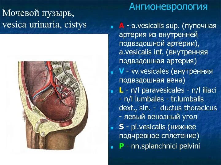 A - a.vesicalis sup. (пупочная артерия из внутренней подвздошной артерии), a.vesicalis