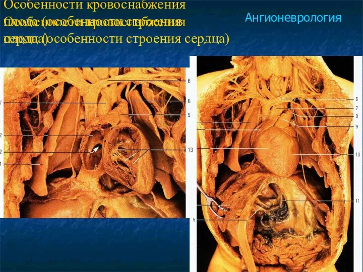 Особенности кровоснабжения плода (особенности строения сердца) Особенности кровоснабжения плода (особенности строения сердца) Ангионеврология