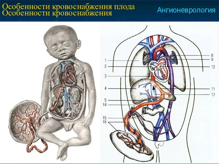 Особенности кровоснабжения плода Особенности кровоснабжения плода Ангионеврология