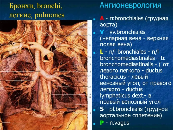 A - rr.bronchiales (грудная аорта) V - vv.bronchiales (непарная вена -