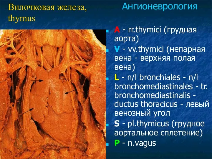A - rr.thymici (грудная аорта) V - vv.thymici (непарная вена -