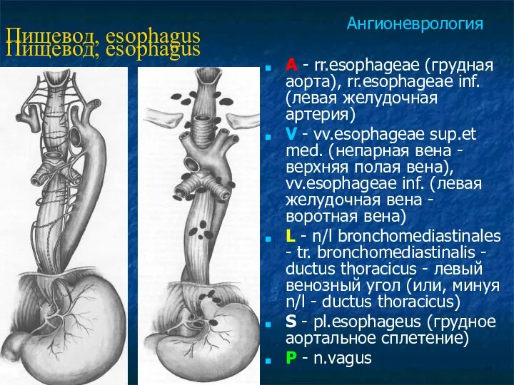 Пищевод, esophagus A - rr.esophageae (грудная аорта), rr.esophageae inf. (левая желудочная