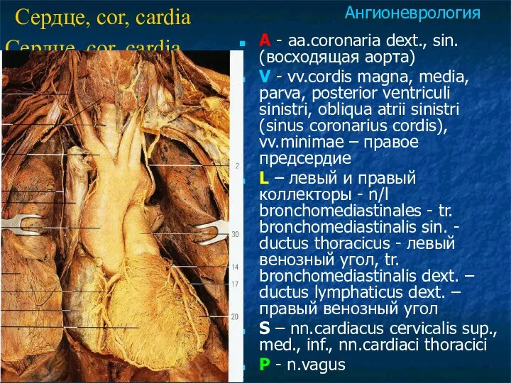 Сердце, cor, cardia A - aa.coronaria dext., sin. (восходящая аорта) V