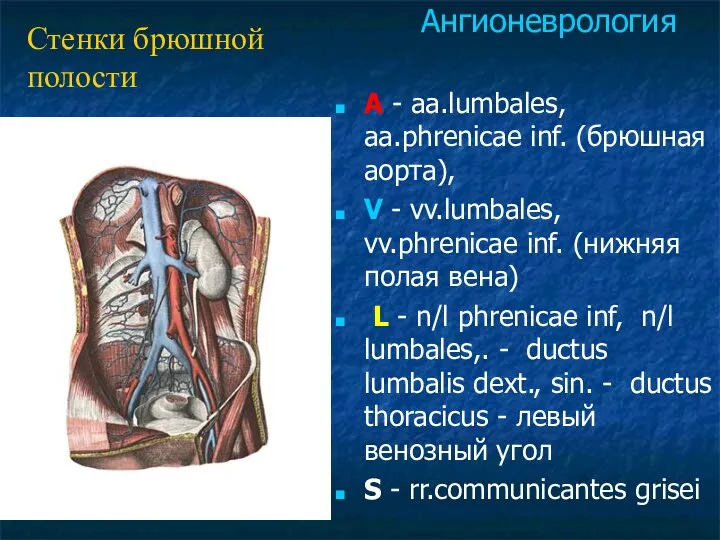 A - aa.lumbales, aa.phrenicae inf. (брюшная аорта), V - vv.lumbales, vv.phrenicae
