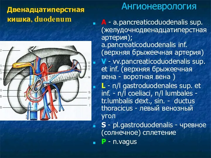 A - a.pancreaticoduodenalis sup. (желудочнодвенадцатиперстная артерия); a.pancreaticoduodenalis inf. (верхняя брыжеечная артерия)