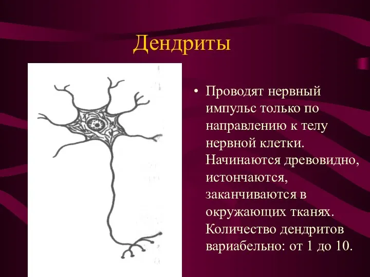 Дендриты Проводят нервный импульс только по направлению к телу нервной клетки.