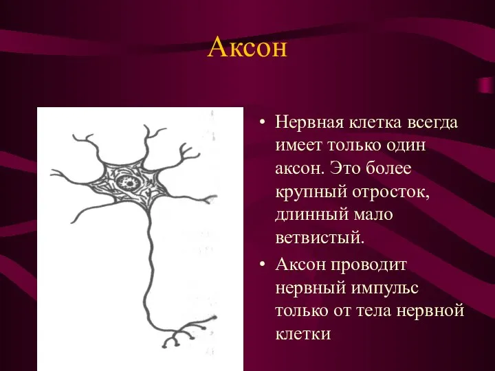 Аксон Нервная клетка всегда имеет только один аксон. Это более крупный