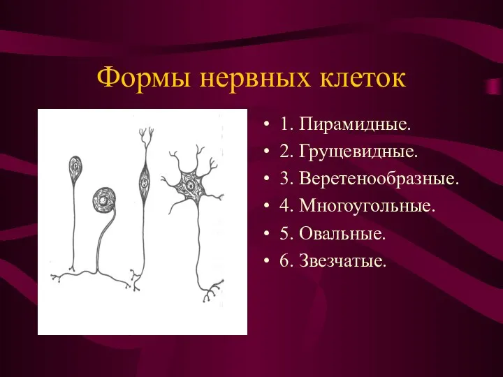 Формы нервных клеток 1. Пирамидные. 2. Грущевидные. 3. Веретенообразные. 4. Многоугольные. 5. Овальные. 6. Звезчатые.