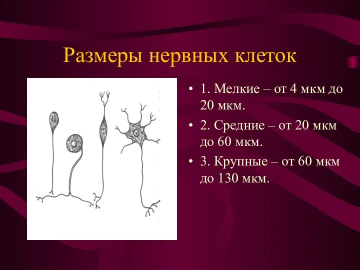 Размеры нервных клеток 1. Мелкие – от 4 мкм до 20