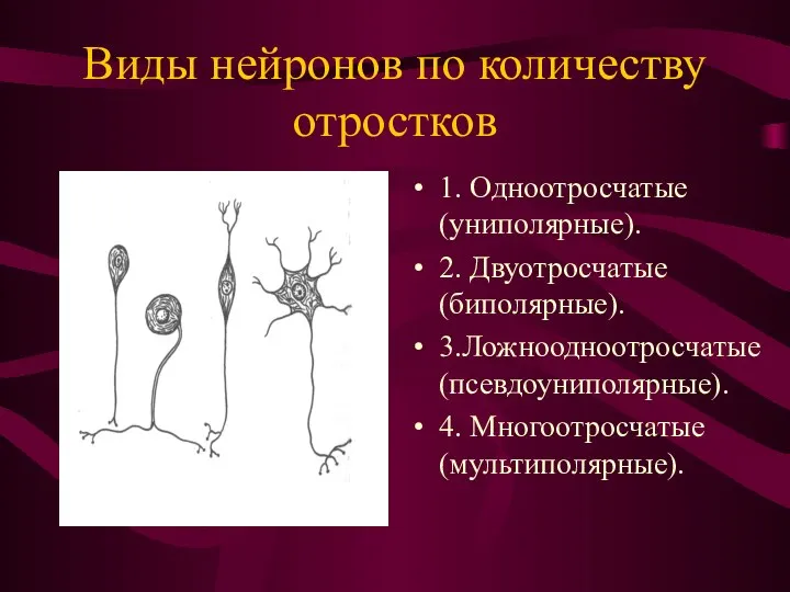 Виды нейронов по количеству отростков 1. Одноотросчатые (униполярные). 2. Двуотросчатые (биполярные). 3.Ложноодноотросчатые (псевдоуниполярные). 4. Многоотросчатые (мультиполярные).