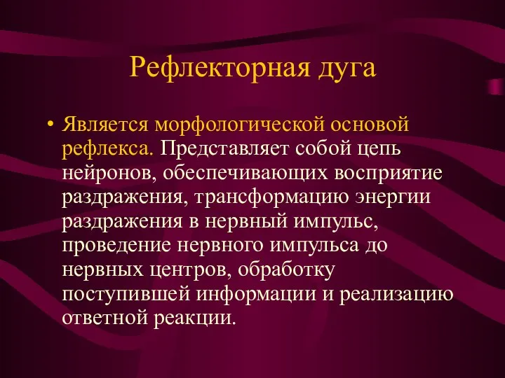 Рефлекторная дуга Является морфологической основой рефлекса. Представляет собой цепь нейронов, обеспечивающих