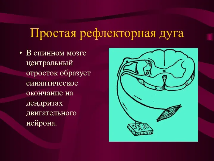 Простая рефлекторная дуга В спинном мозге центральный отросток образует синаптическое окончание на дендритах двигательного нейрона.