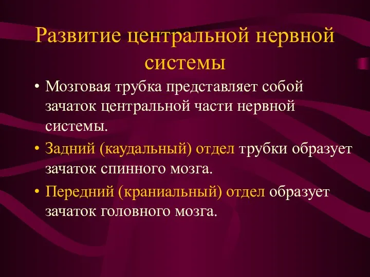 Развитие центральной нервной системы Мозговая трубка представляет собой зачаток центральной части