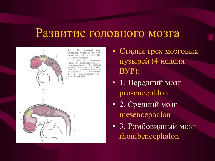 Развитие головного мозга Стадия трех мозговых пузырей (4 неделя ВУР): 1.