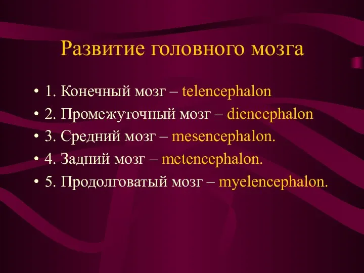 Развитие головного мозга 1. Конечный мозг – telencephalon 2. Промежуточный мозг