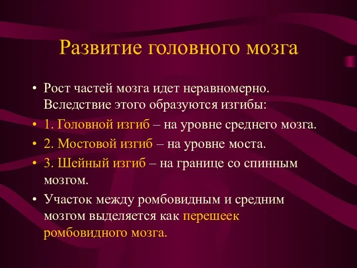 Развитие головного мозга Рост частей мозга идет неравномерно. Вследствие этого образуются