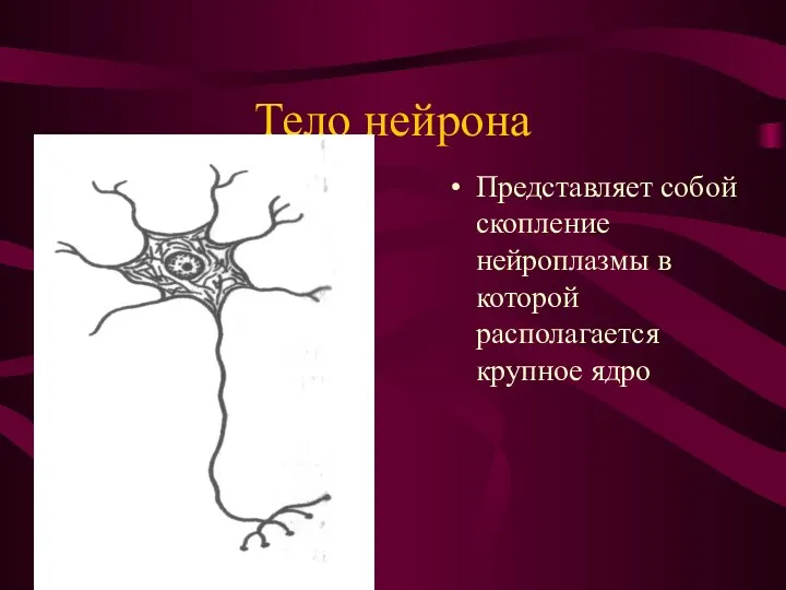 Тело нейрона Представляет собой скопление нейроплазмы в которой располагается крупное ядро