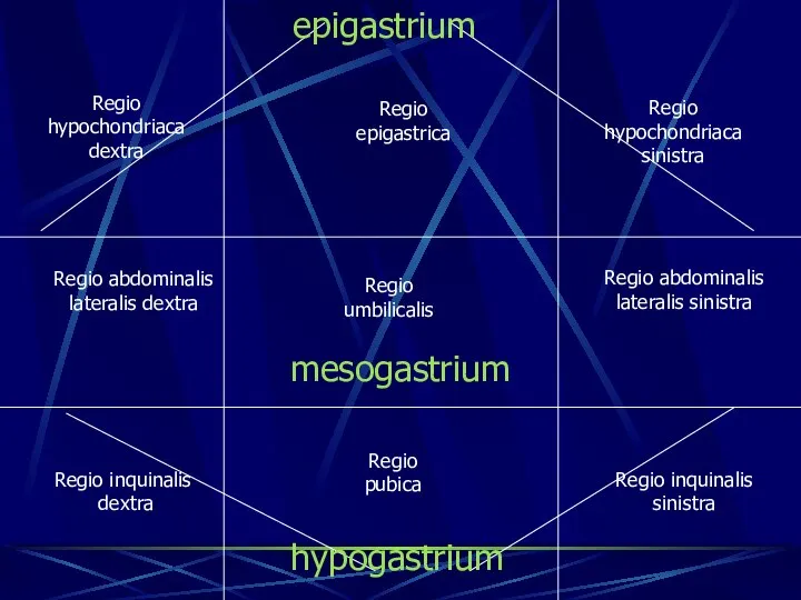 Regio epigastrica Regio umbilicalis Regio pubica Regio hypochondriaca dextra Regio hypochondriaca