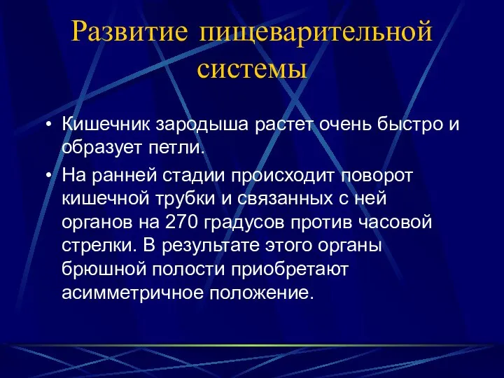 Развитие пищеварительной системы Кишечник зародыша растет очень быстро и образует петли.