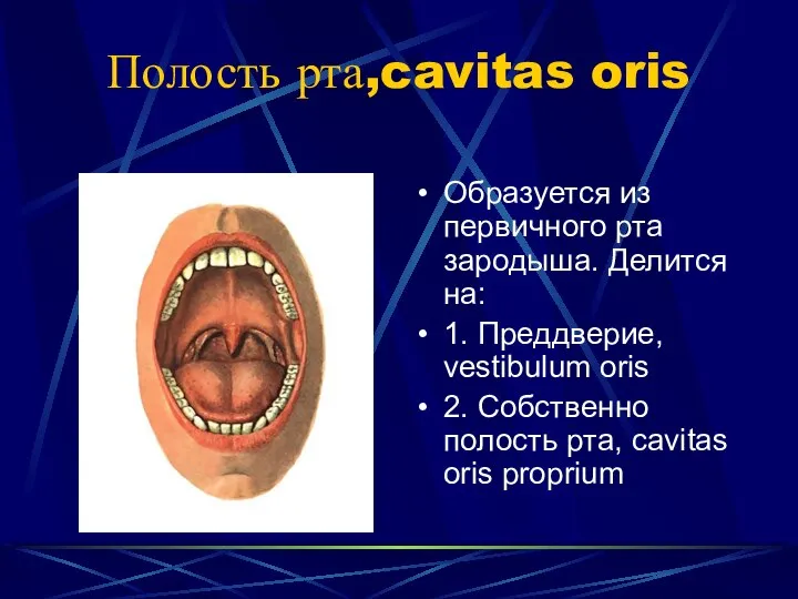 Полость рта,cavitas oris Образуется из первичного рта зародыша. Делится на: 1.