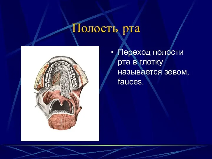 Полость рта Переход полости рта в глотку называется зевом, fauces.