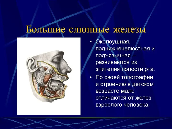 Большие слюнные железы Околоушная, поднижнечелюстная и подъязычная – развиваются из эпителия