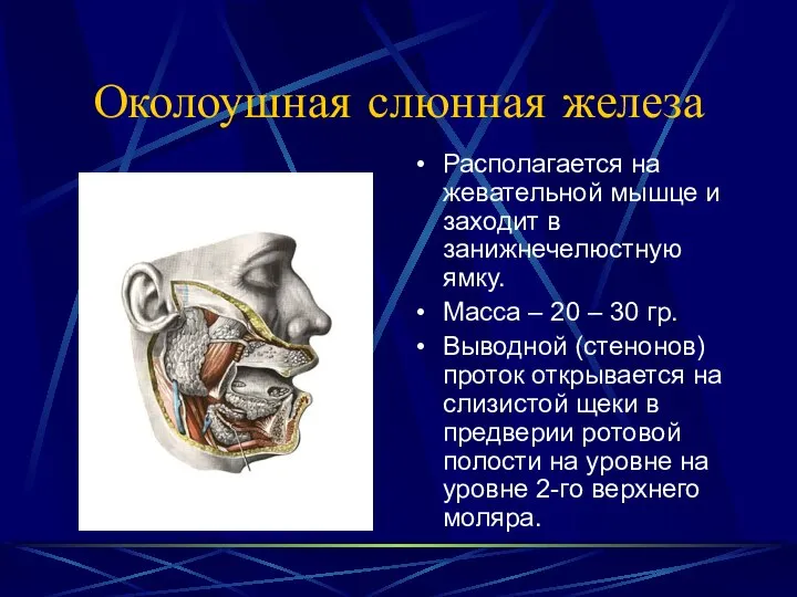 Околоушная слюнная железа Располагается на жевательной мышце и заходит в занижнечелюстную