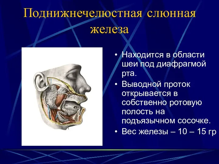 Поднижнечелюстная слюнная железа Находится в области шеи под диафрагмой рта. Выводной